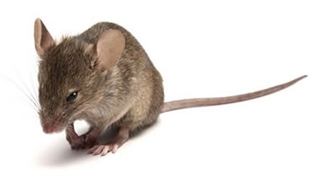 Muis in een gebouw