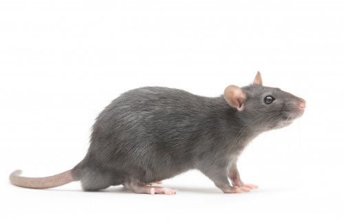 Rat in zijn leefomgeving
