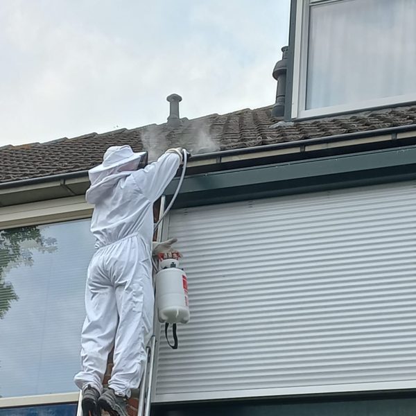 Aben Plaagdierbeheersing wespennest aan het bestrijden op ladder