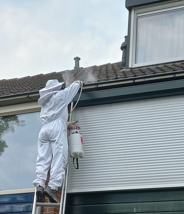 Aben Plaagdierbeheersing wespennest aan het bestrijden op ladder